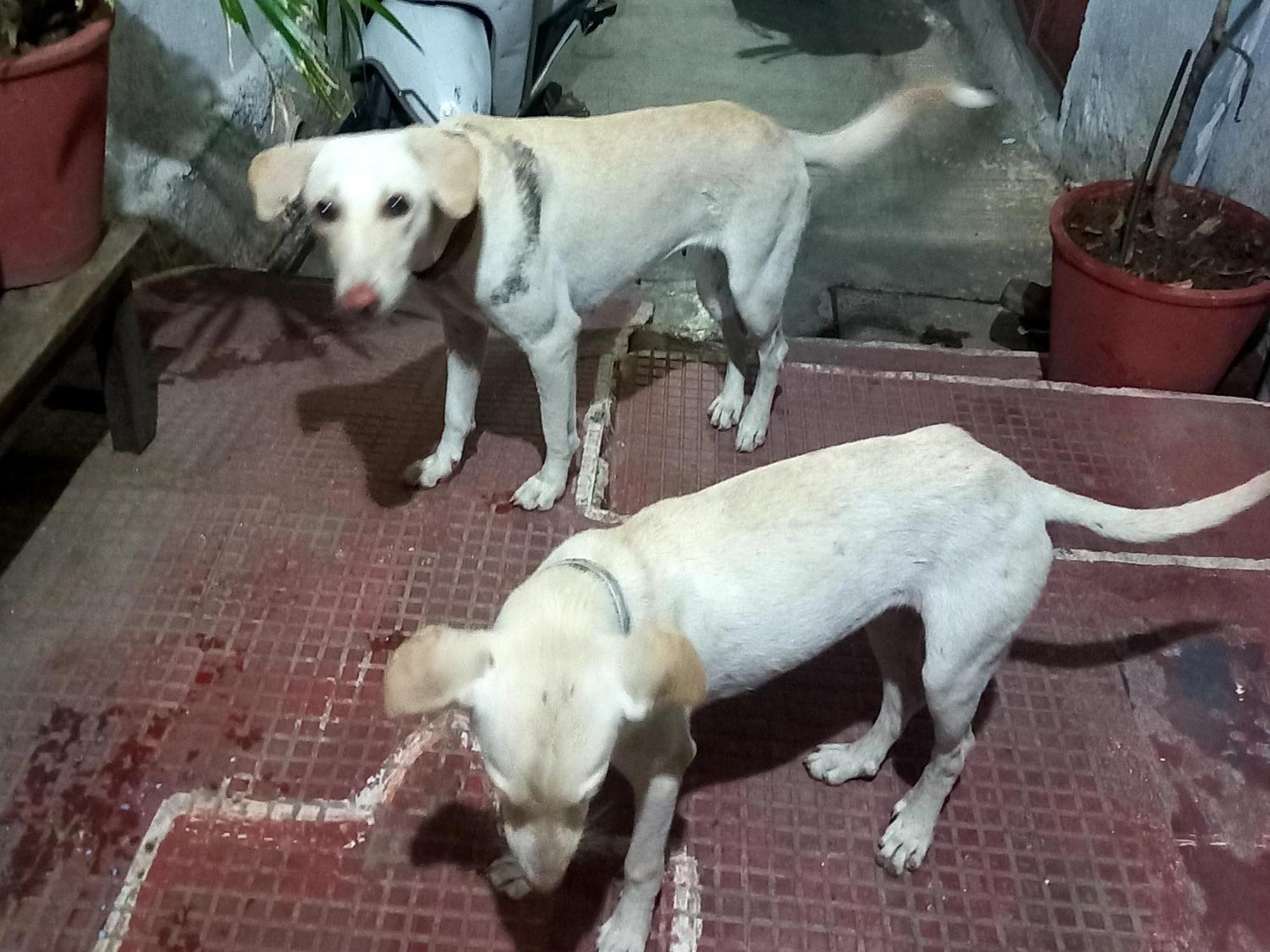 Nandini Paying Guest House Udaipur Exterior foto